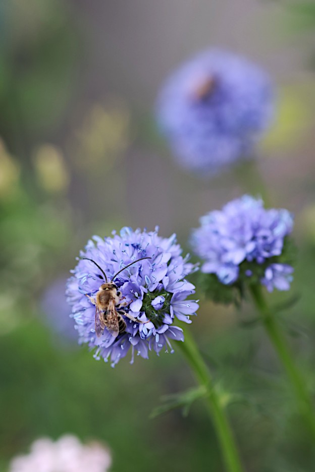 ギリアとシロスジヒゲナガハナバチ