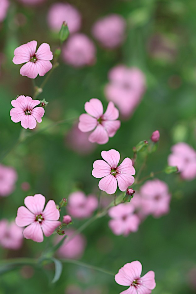 サポナリア・バッカリア