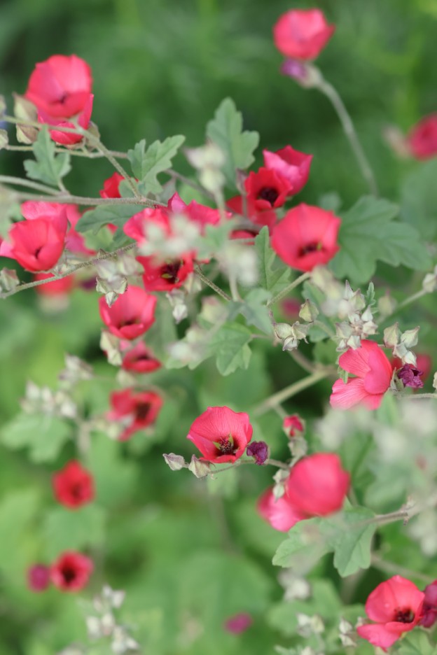 スファエラルケア『ニューリーズコーラル』、別名スプリング　ピクシー