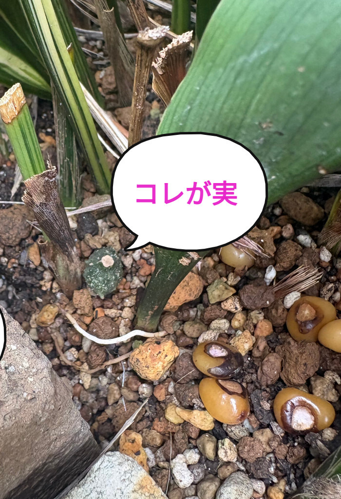 ハランの実
