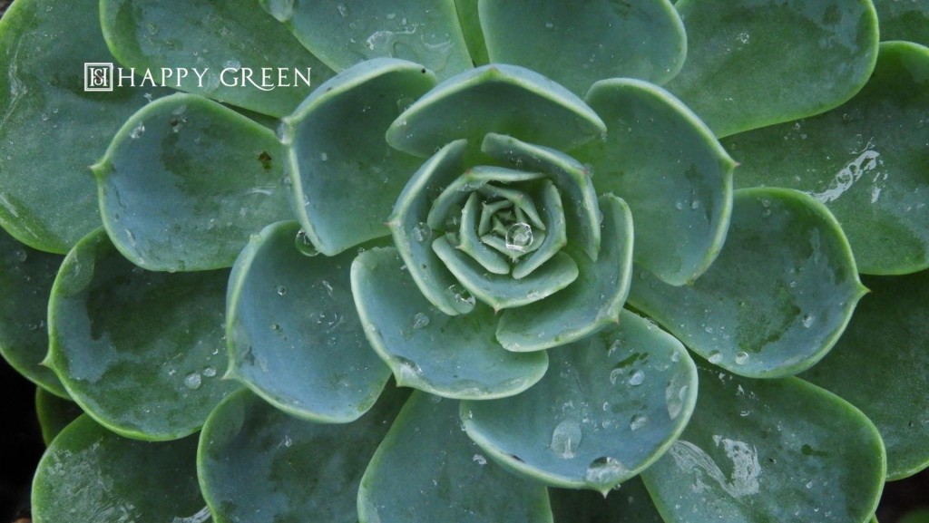DSCN9351 (2)