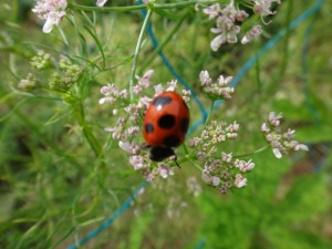 0708-003パクチーの花