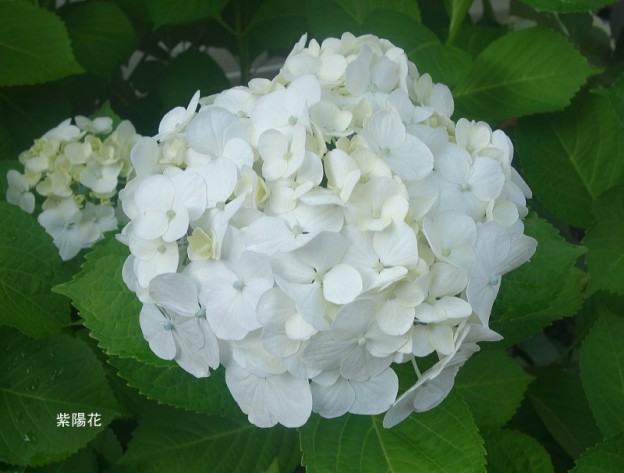白の紫陽花