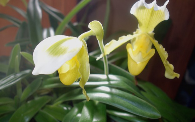 パピオペデーラム