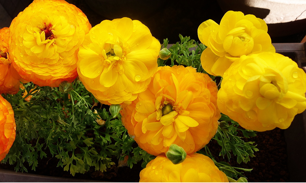 2026.1.6ranankyurasu