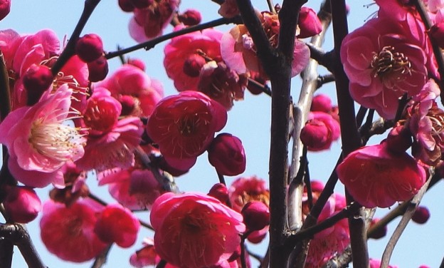 庭の紅梅が咲きました