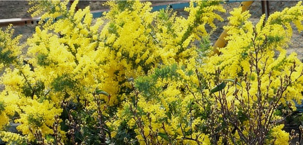 ミモザアカシア