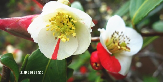 木瓜（日月性）