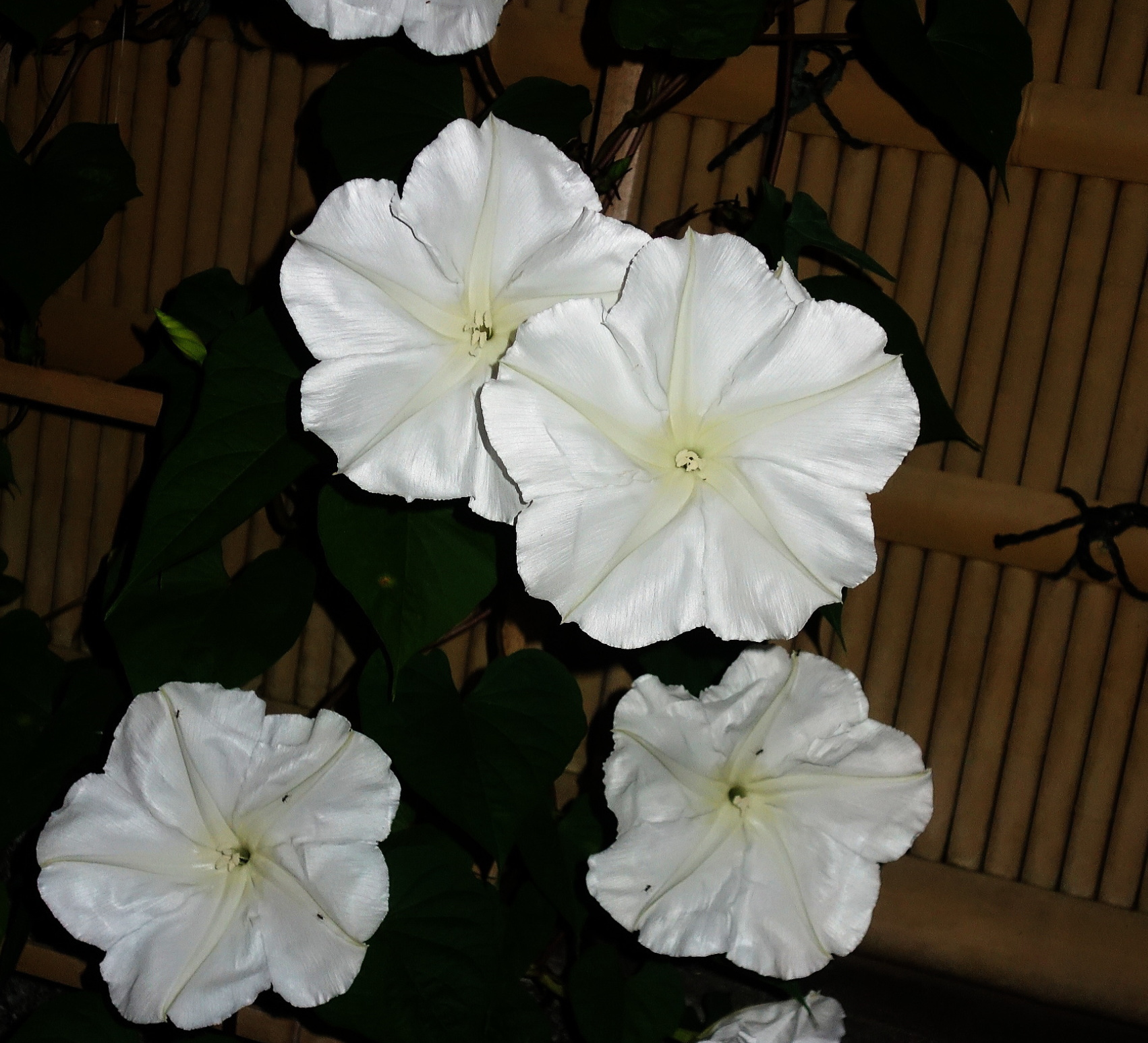 yugao1