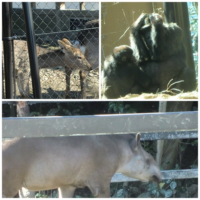 京都動物園３