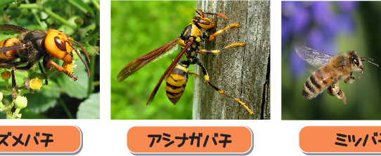 蜂の種類