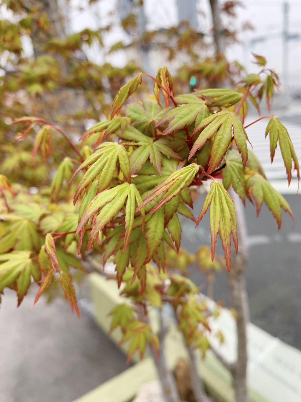 新緑の葉っぱも赤い 浜松市 磐田市 外構専門店 まろうど