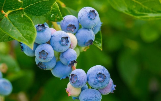 blueberries実