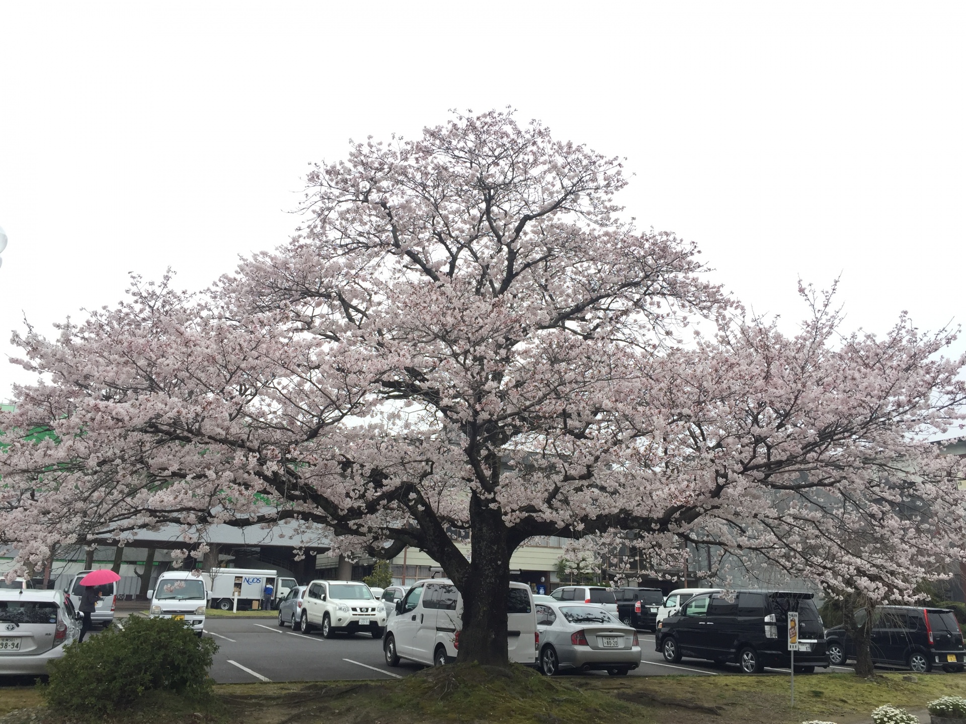 鹿島市役所の桜