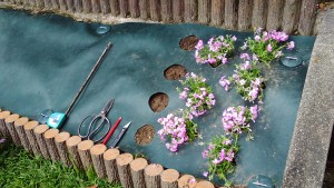 芝桜の植え替え完了 庭屋中村宗園の日常
