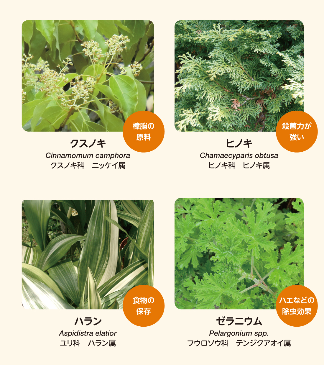 病気予防・防虫効果のある植物たち