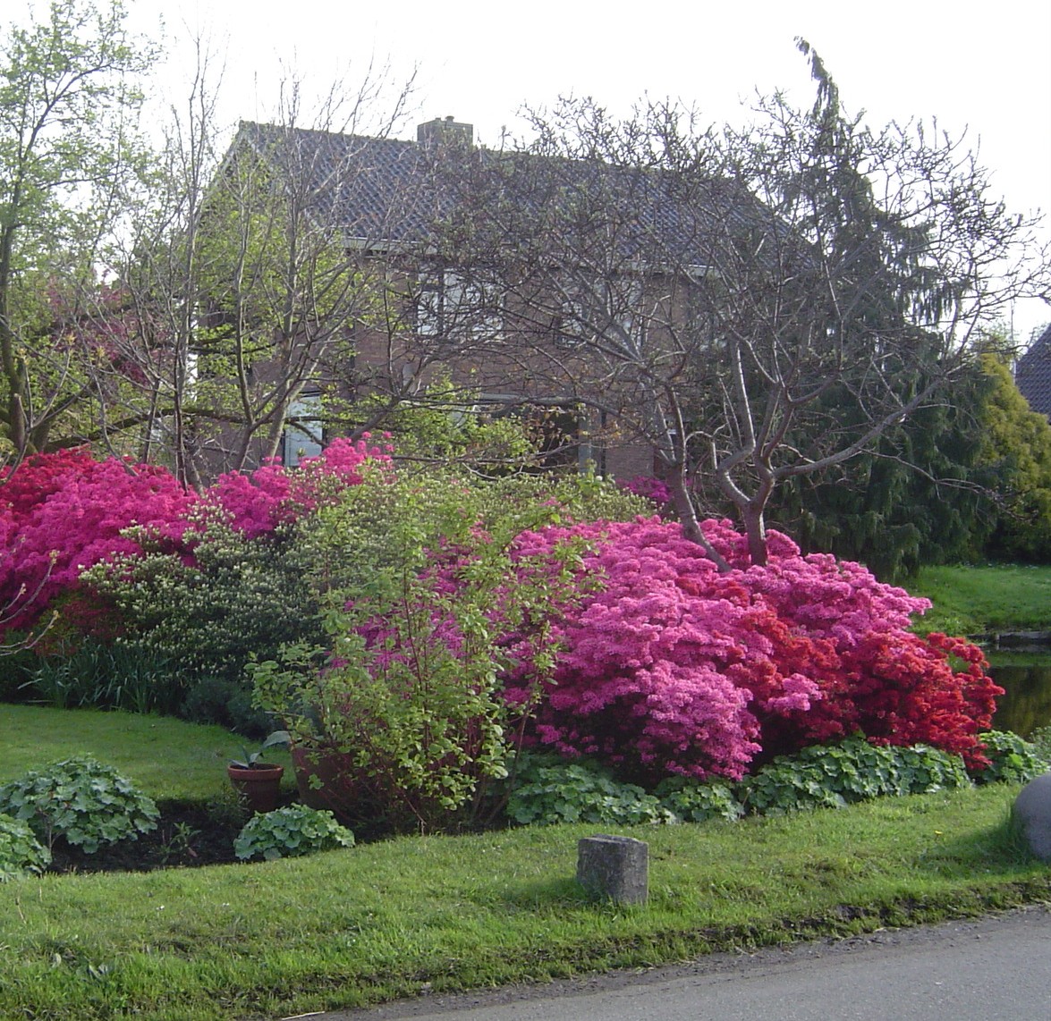 春の人気草花 シャクナゲ 世界と日本の壮大な園芸品種 Gardenstory ガーデンストーリー