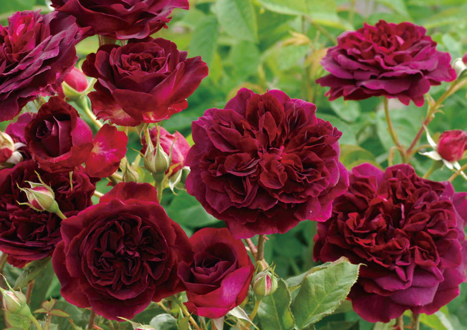 奥深いバラの魅力を知る バラの系統 花色で異なる花言葉 Gardenstory ガーデンストーリー