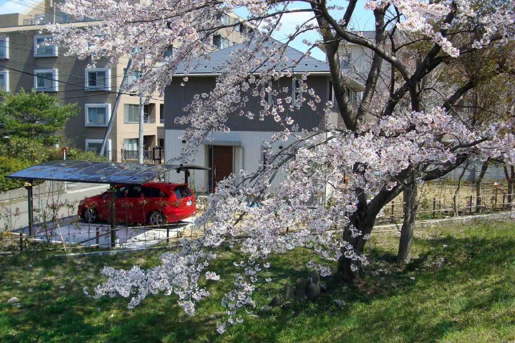 堤防沿いの元国有地の*サクラ 2010年4月25日