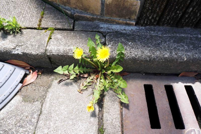 西洋タンポポ