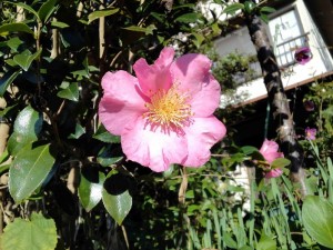通勤路のツバキ,2016年11月2日