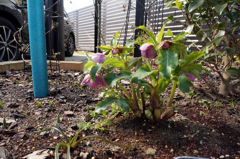 Helleborus x h (Ashwood Garden h) S. プラムピンク・バイカラー(リバーシブル),2017年3月18日