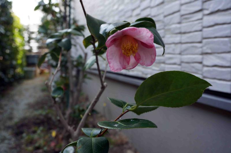 ツバキ加茂覆輪,2017年3月18日