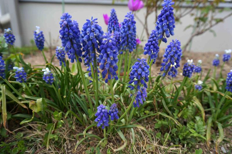 美しい花の画像 無料印刷可能青い 小さな 花 名前