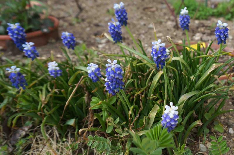 50 春の 青い 花 美しい花の画像