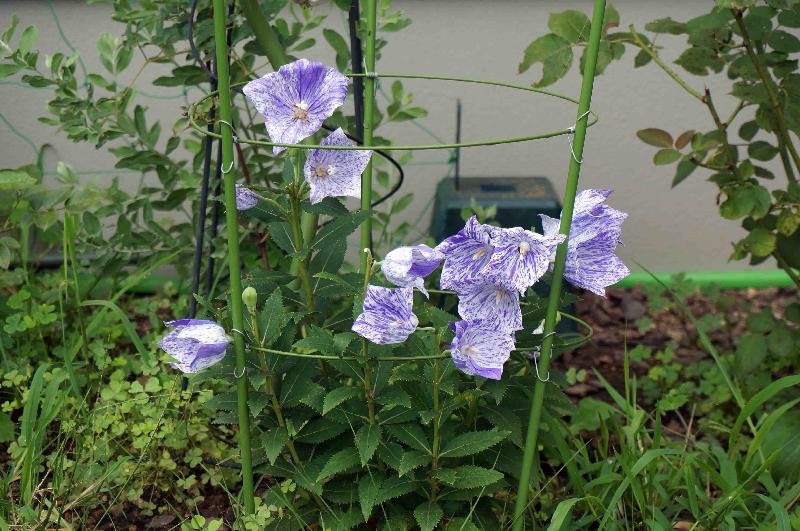 夏に咲く青と紫の花 清流に守られて Season 2