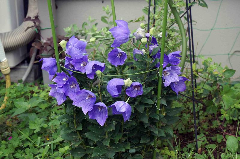 夏に咲く青と紫の花 清流に守られて Season 2