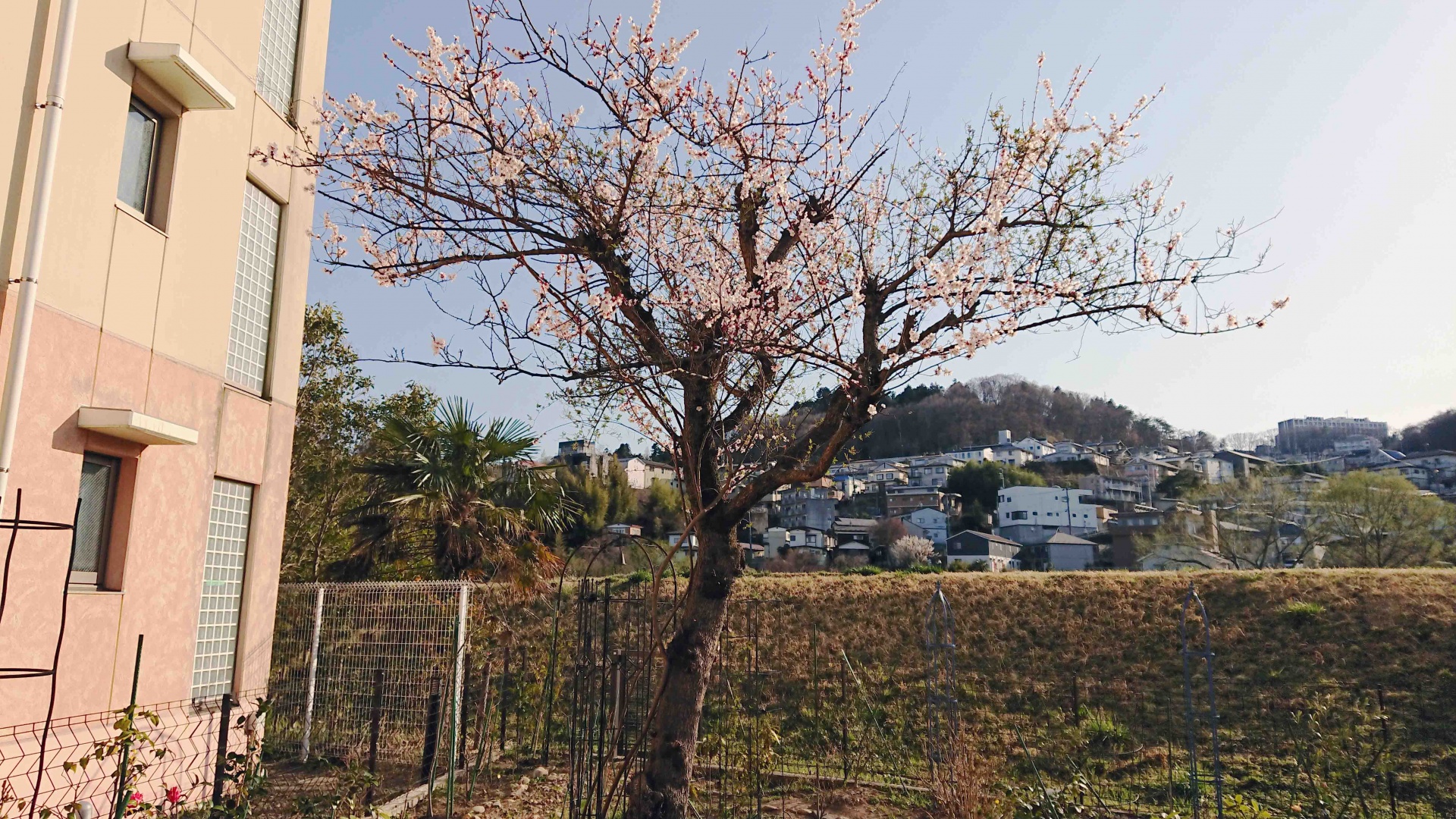 ウメ,2018年3月31日