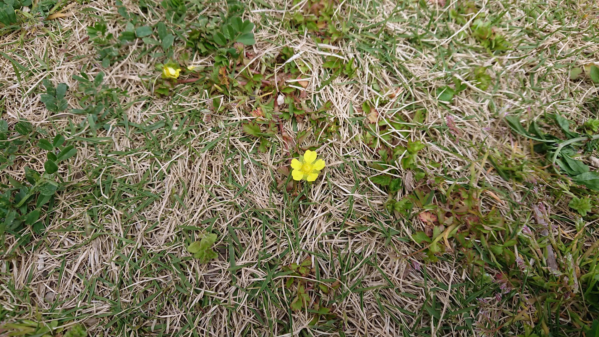 高麗芝とヘビイチゴ