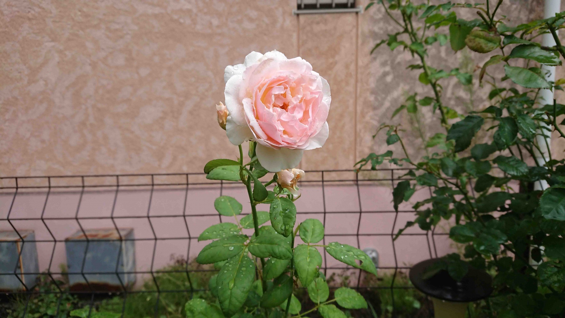 ER エヴリン,2019年8月8日