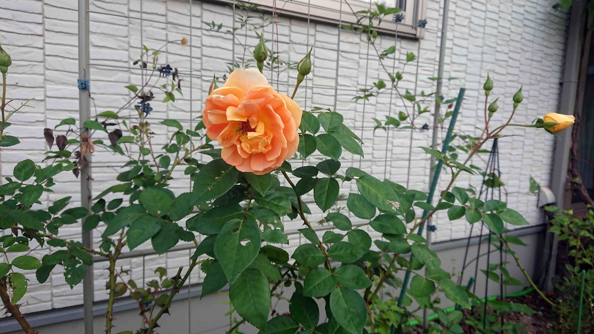 ER パットオースチン,2019年9月28日