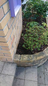 カタクリの球根植えつけ,2018年11月11日