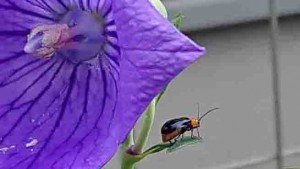 絞り咲きアポイキキョウにやってきたウリハムシ,2020年9月11日