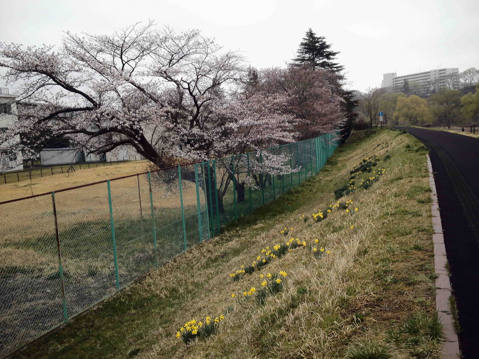 桜とラッパスイセン,2015年4月10日