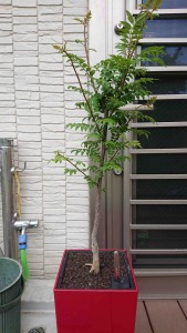 ぶどう山椒,2021/05/05
