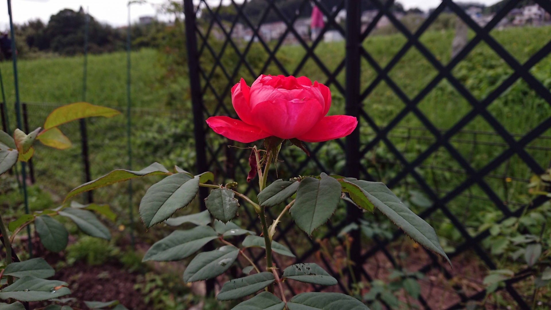 清流に守られて Season 3