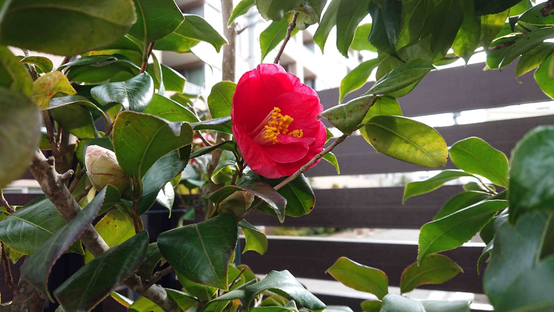 沈丁花 前島が咲き始めました 清流に守られて Season 3