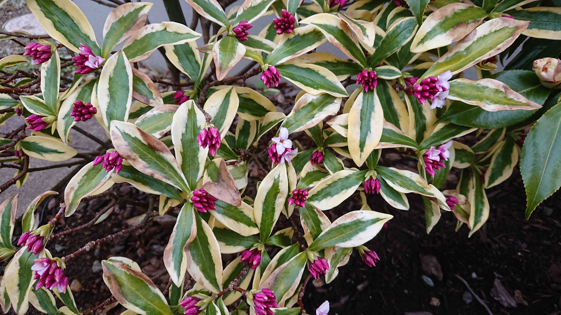 沈丁花 前島が咲き始めました 清流に守られて Season 3