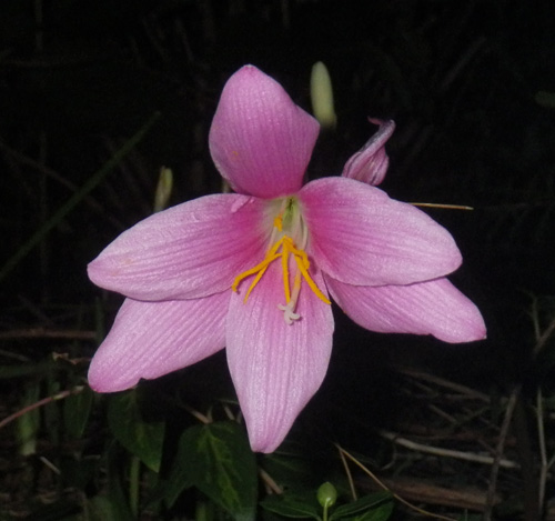 IMGP5344