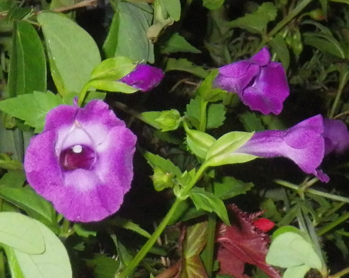 IMGP5369