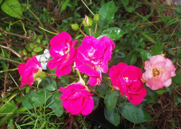 IMGP5454