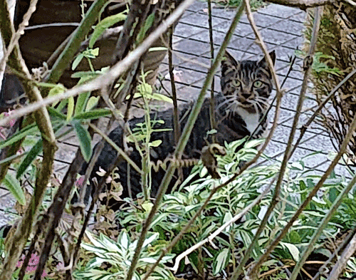 野良ニャン