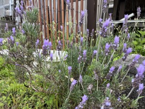 IMG_0275