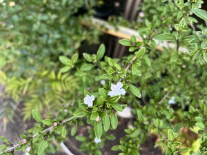 IMG_0323