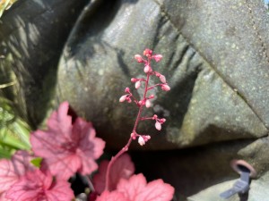 IMG_0326