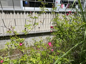IMG_0332